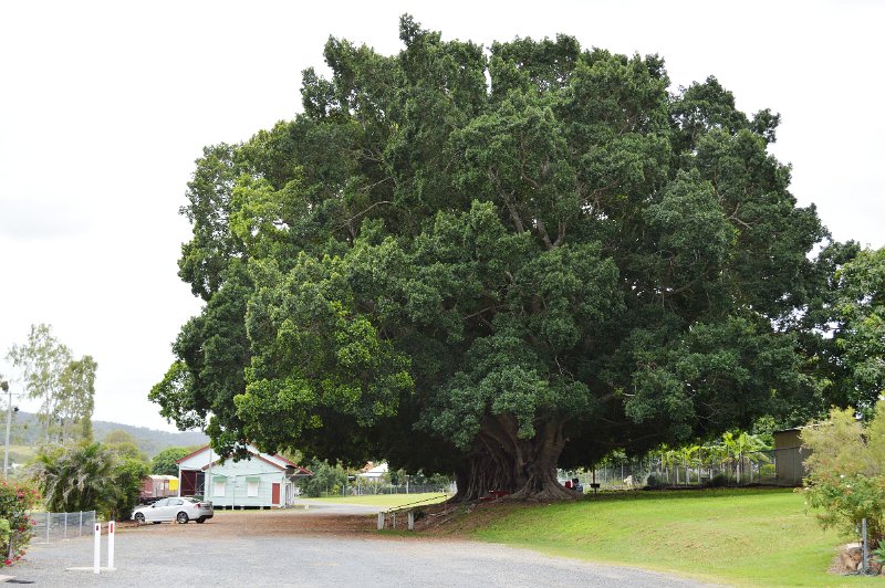 07MtMorgan (148).JPG - Mount Morgan - railway station giant fig tree